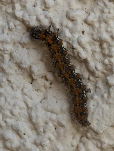 Euplagia quadripunctaria