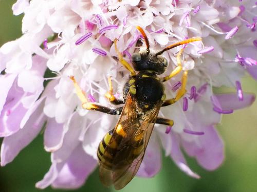 Nomada nobilis