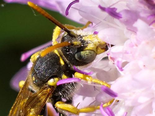 Nomada nobilis