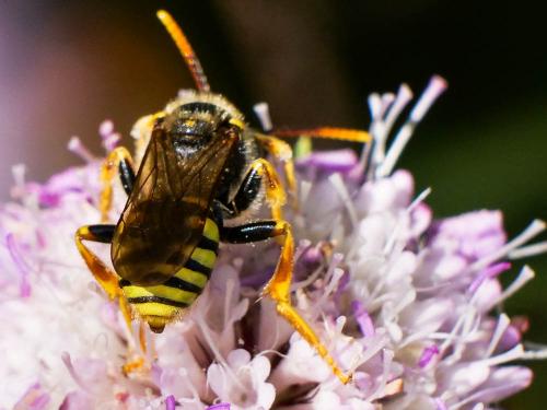 Réf. 257 206 : Nomada nobilis