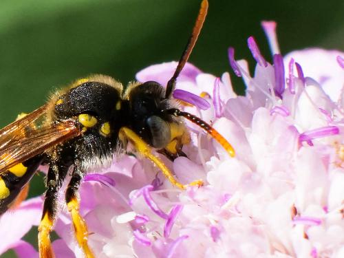 Nomada nobilis