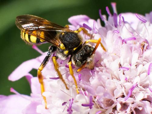 Nomada nobilis