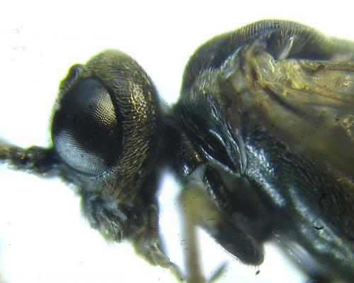 Empria longicornis