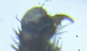 Empria liturata