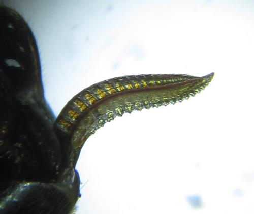 Empria longicornis