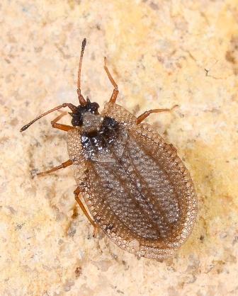 Réf. 257 972 : Acalypta carinata