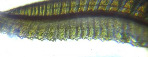 Empria longicornis
