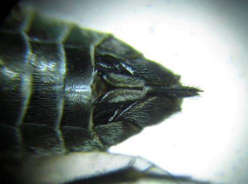 Réf. 257 814 : Empria longicornis