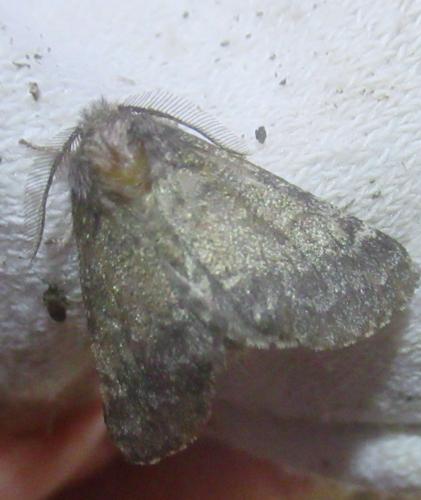 Gluphisia crenata