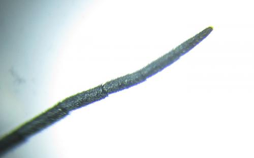 Empria longicornis