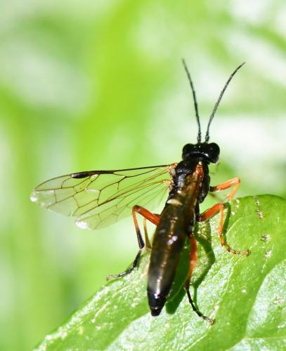 Réf. 257 247 : Tenthredo atra
