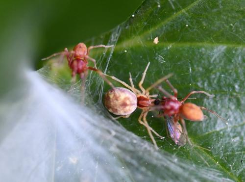Nigma flavescens