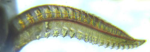 Empria longicornis
