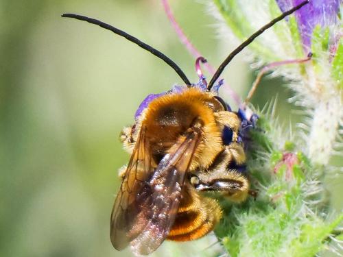 Eucera pollinosa