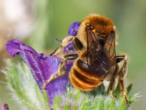 Eucera pollinosa