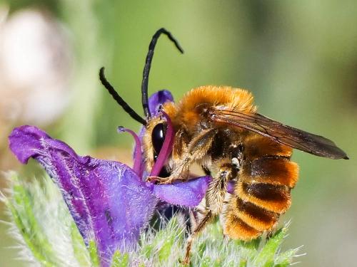 Eucera pollinosa