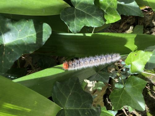 Lasiocampa trifolii