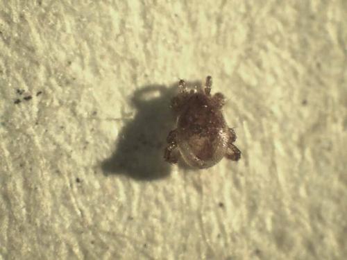 Parasitellus fucorum