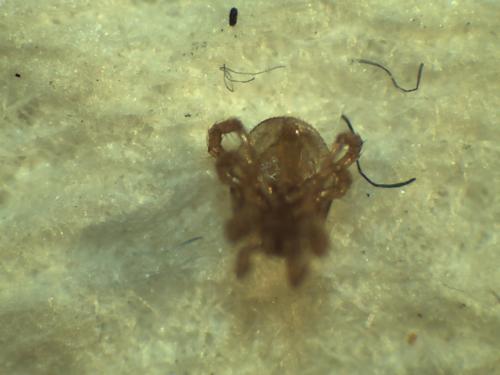 Parasitellus fucorum