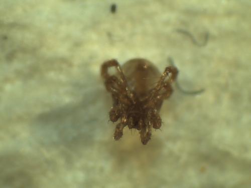 Parasitellus fucorum
