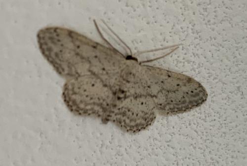 Idaea seriata