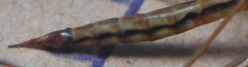 Nephrotoma sp.