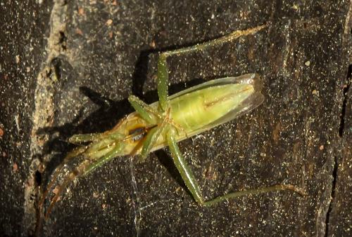 Stenodema laevigata