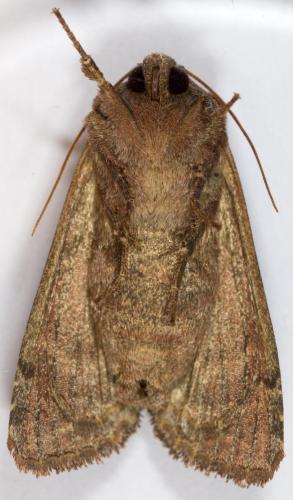Réf. 257 155 : Lacanobia oleracea