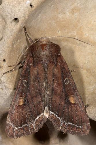 Réf. 257 153 : Lacanobia oleracea