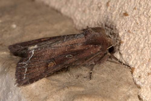 Réf. 257 154 : Lacanobia oleracea