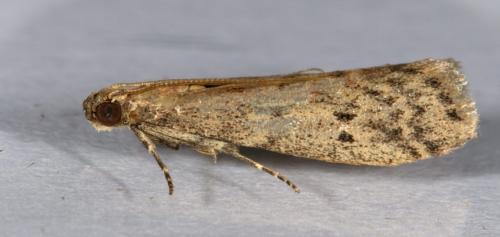 Réf. 257 241 : Ephestia sp.
