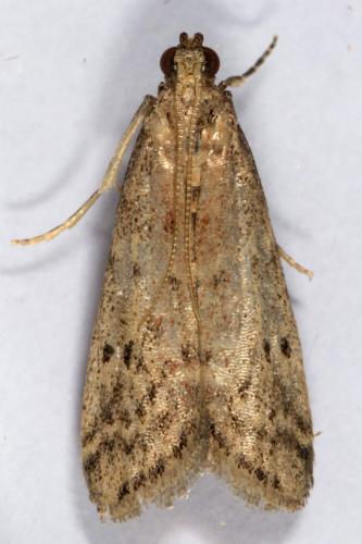 Réf. 257 240 : Ephestia sp.