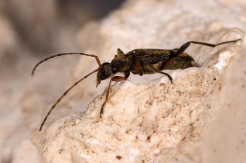 Réf. 257 239 : Grammoptera ruficornis