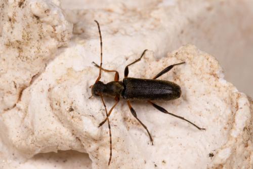Réf. 257 238 : Grammoptera ruficornis