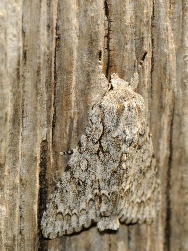 Réf. 257 552 : Acronicta aceris
