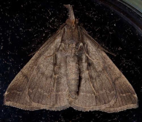 Pechipogo plumigeralis