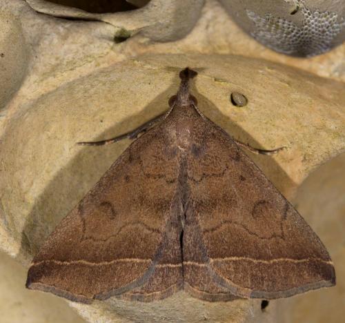 Pechipogo plumigeralis