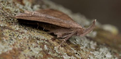 Réf. 257 461 : Pechipogo plumigeralis
