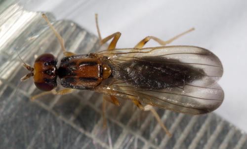 Chyliza vittata