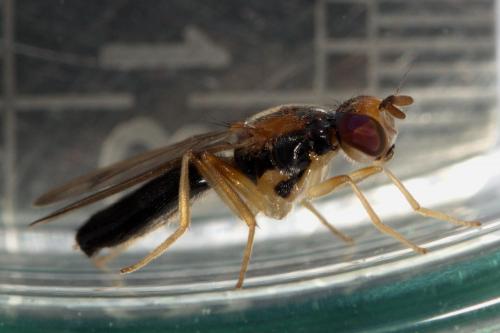 Réf. 257 457 : Chyliza vittata