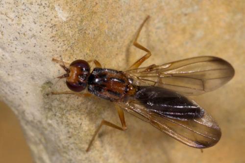 Réf. 257 458 : Chyliza vittata