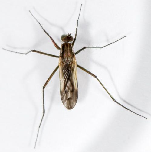 Scellus notatus