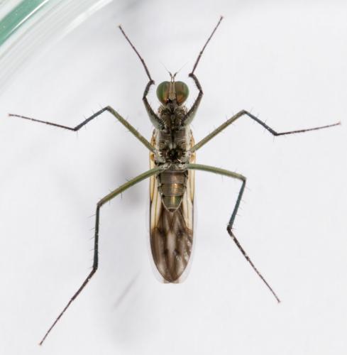 Scellus notatus