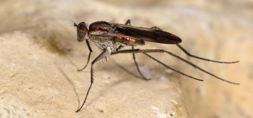 Scellus notatus