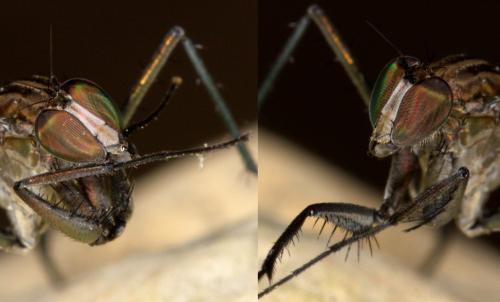 Scellus notatus