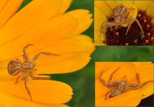 Xysticus sp.
