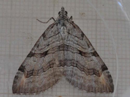 Aplocera sp.