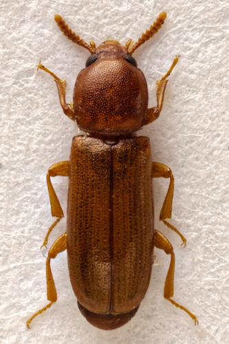 Corticeus longulus