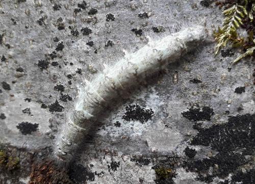 Poecilocampa populi