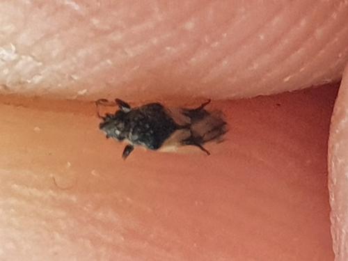 Réf. 257 114 : Metopoplax ditomoides